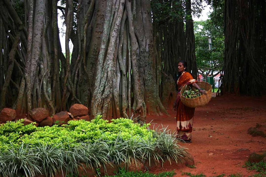 Làng cổ và dòng họ: những mái đình, giếng nước, cây đa
